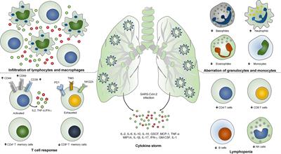 Progress and Challenges Toward Generation and Maintenance of Long-Lived Memory T Lymphocyte Responses During COVID-19